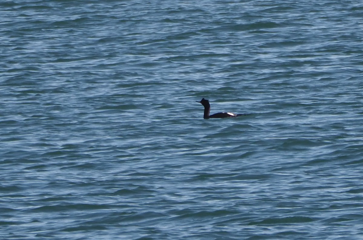 Cormorán Pelágico - ML337419621