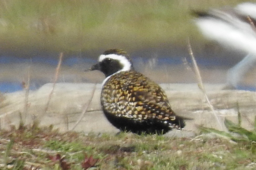 American Golden-Plover - ML337419771