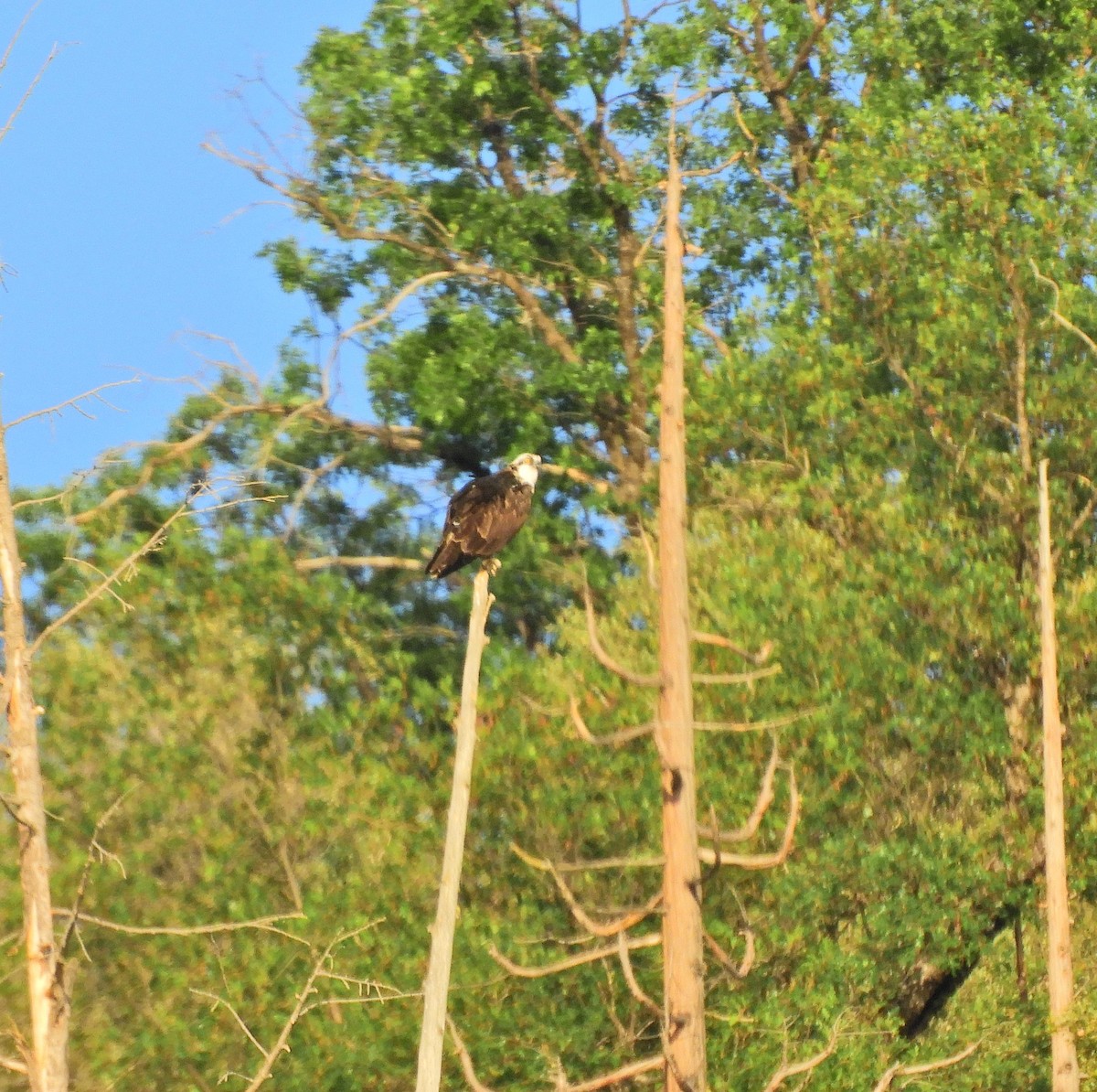 Águila Pescadora - ML337419951