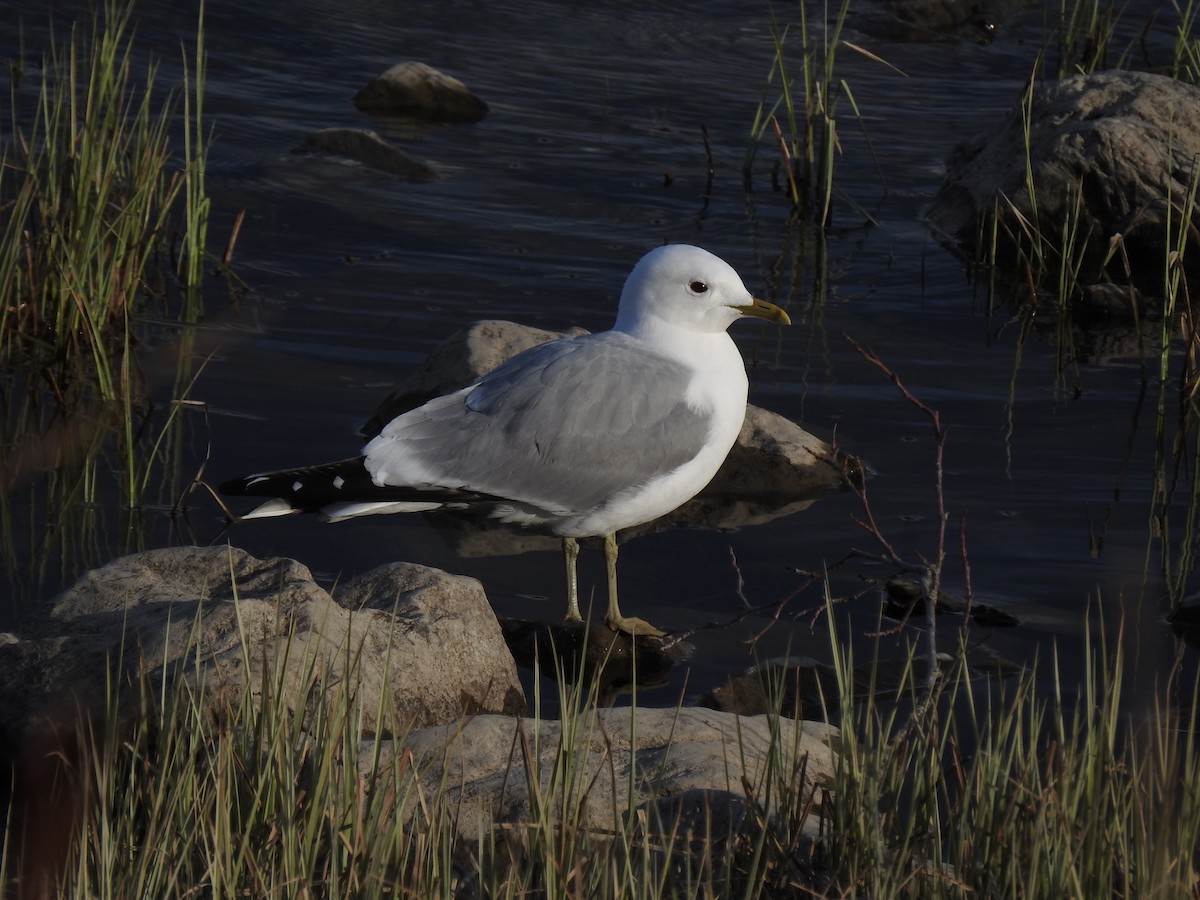 Common Gull - ML337421691