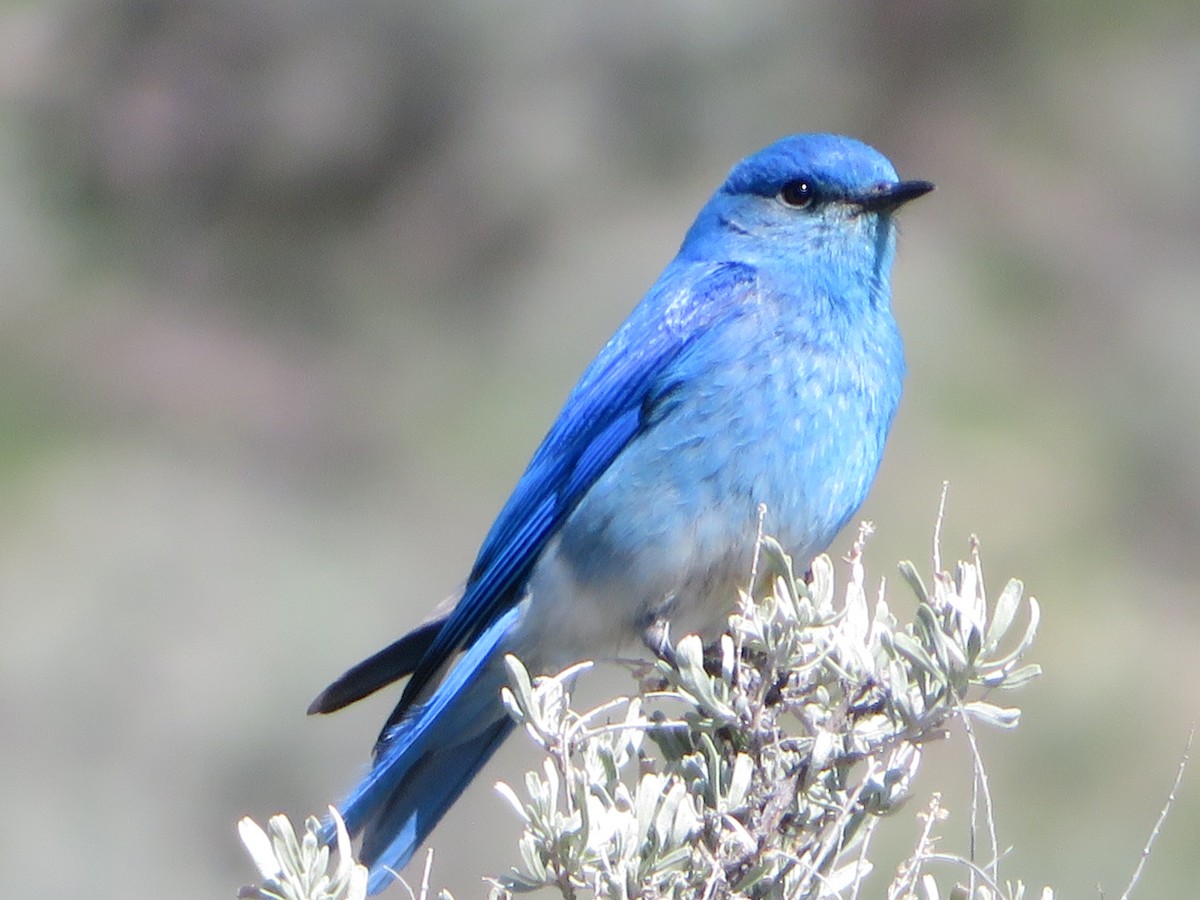 Mountain Bluebird - ML337422211