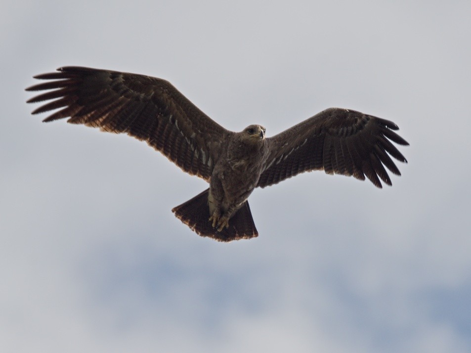 Lesser Spotted Eagle - ML337422721