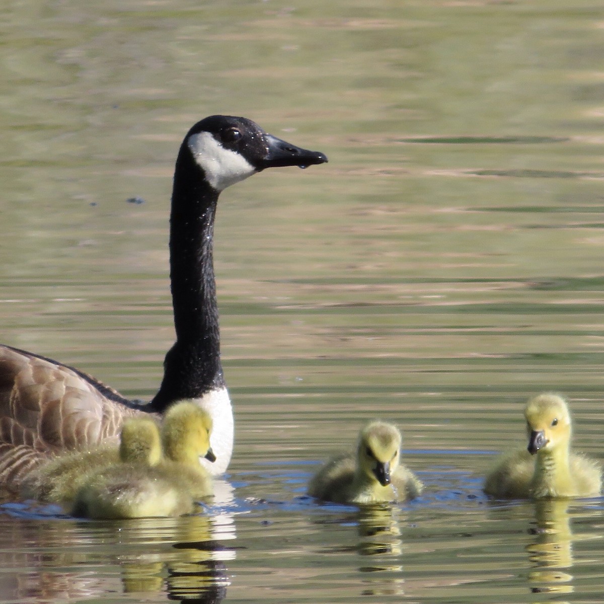 Canada Goose - ML337422931