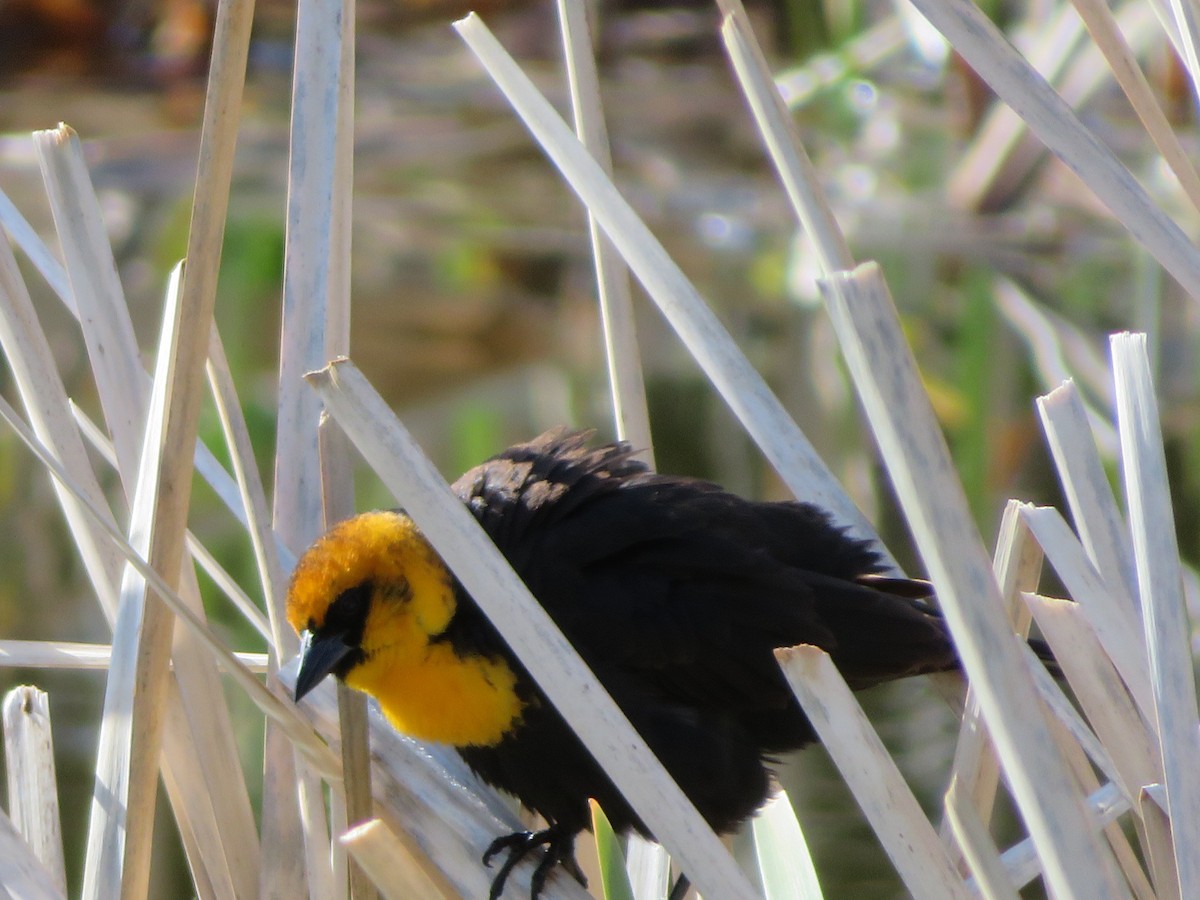 Yellow-headed Blackbird - ML337423001