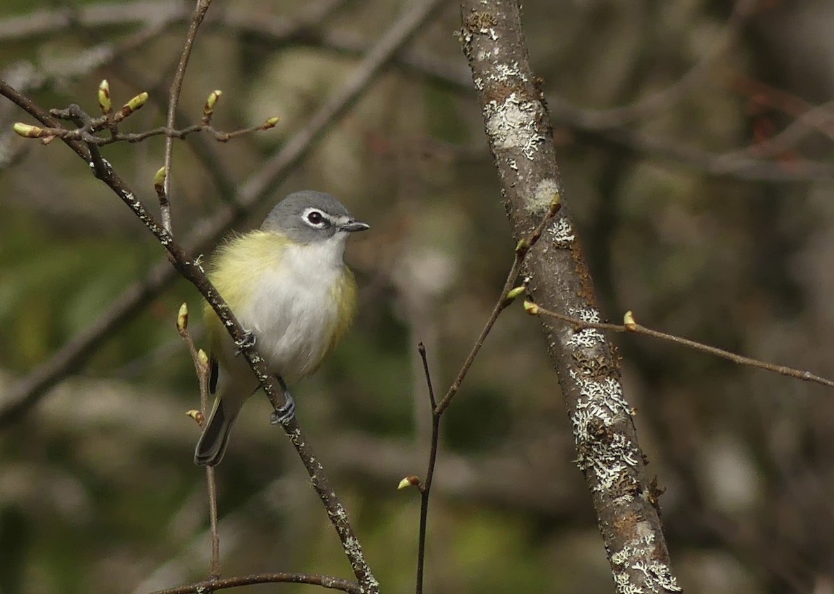 Blue-headed Vireo - ML337423681