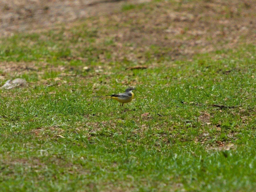 Gray Wagtail - ML337424141