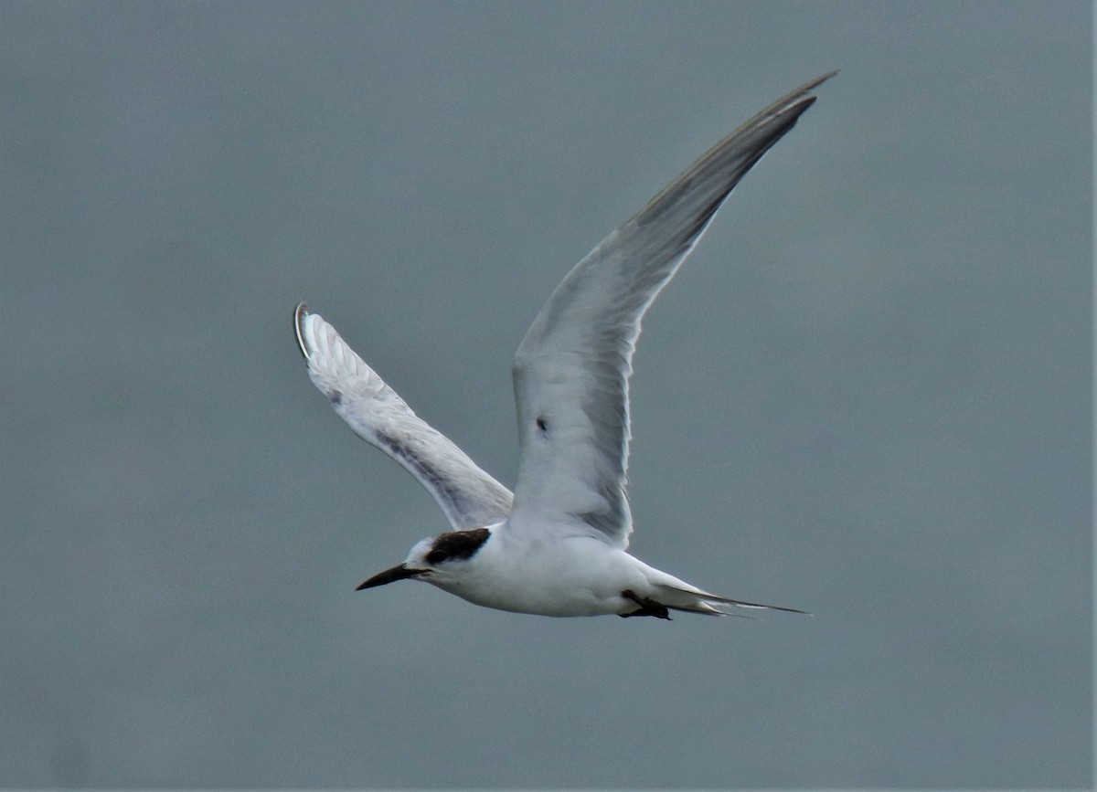 Sterne pierregarin - ML337424791