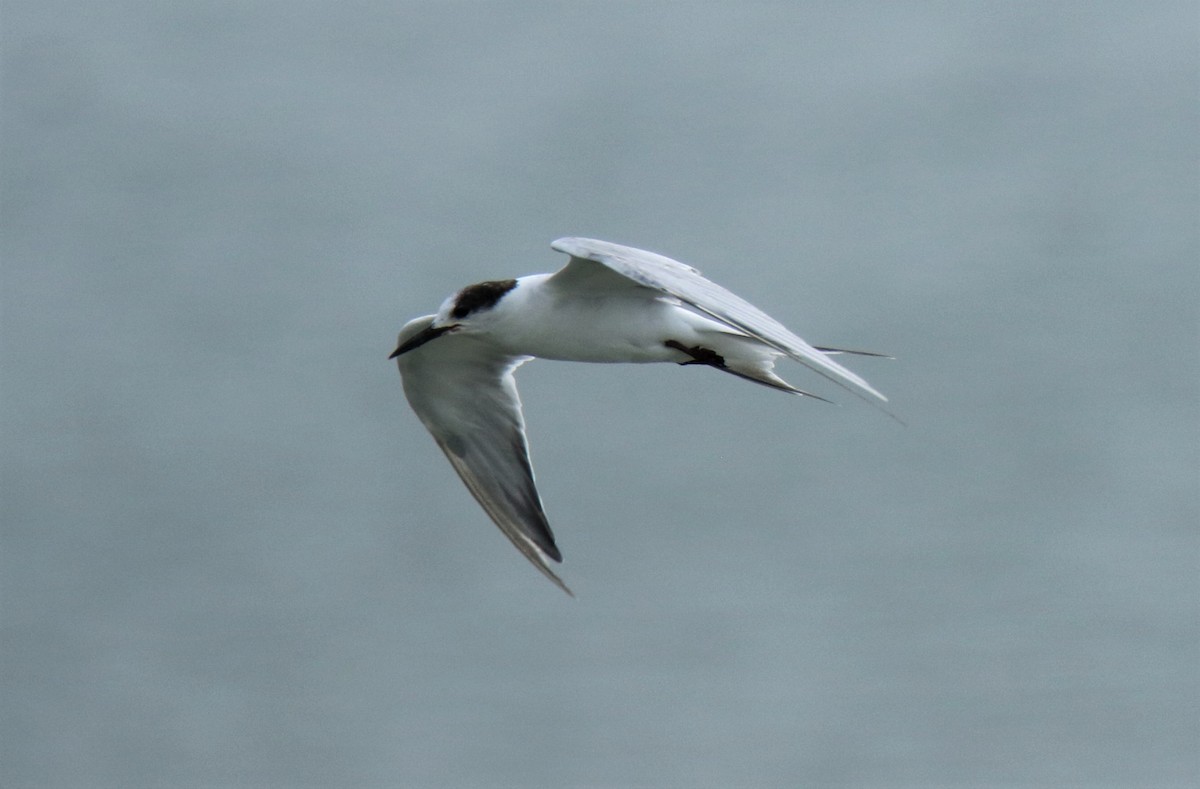 Sterne pierregarin - ML337424801