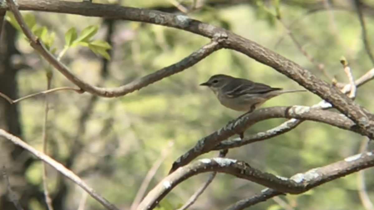 Pine Warbler - Anonymous