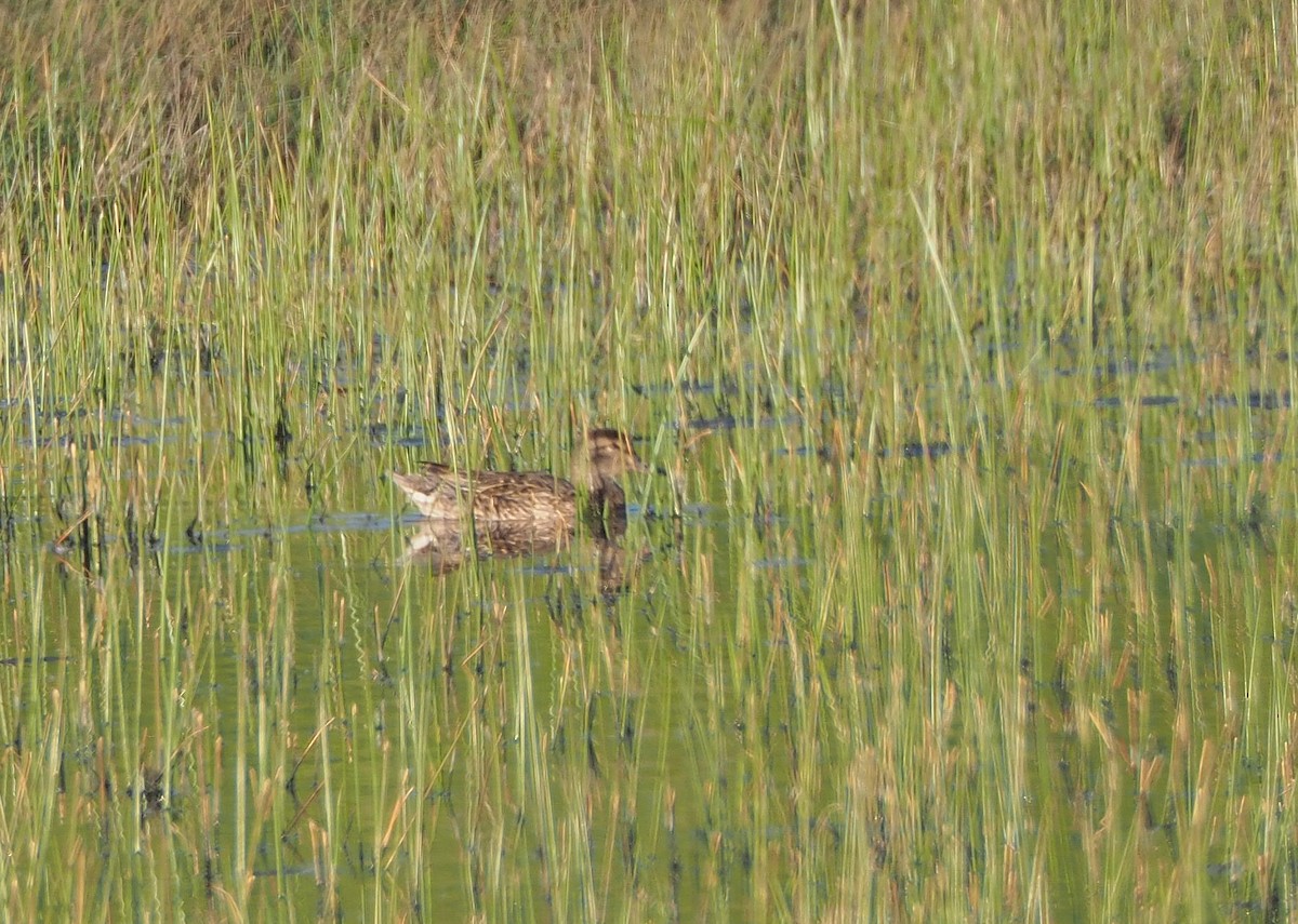 Green-winged Teal (American) - ML337425921