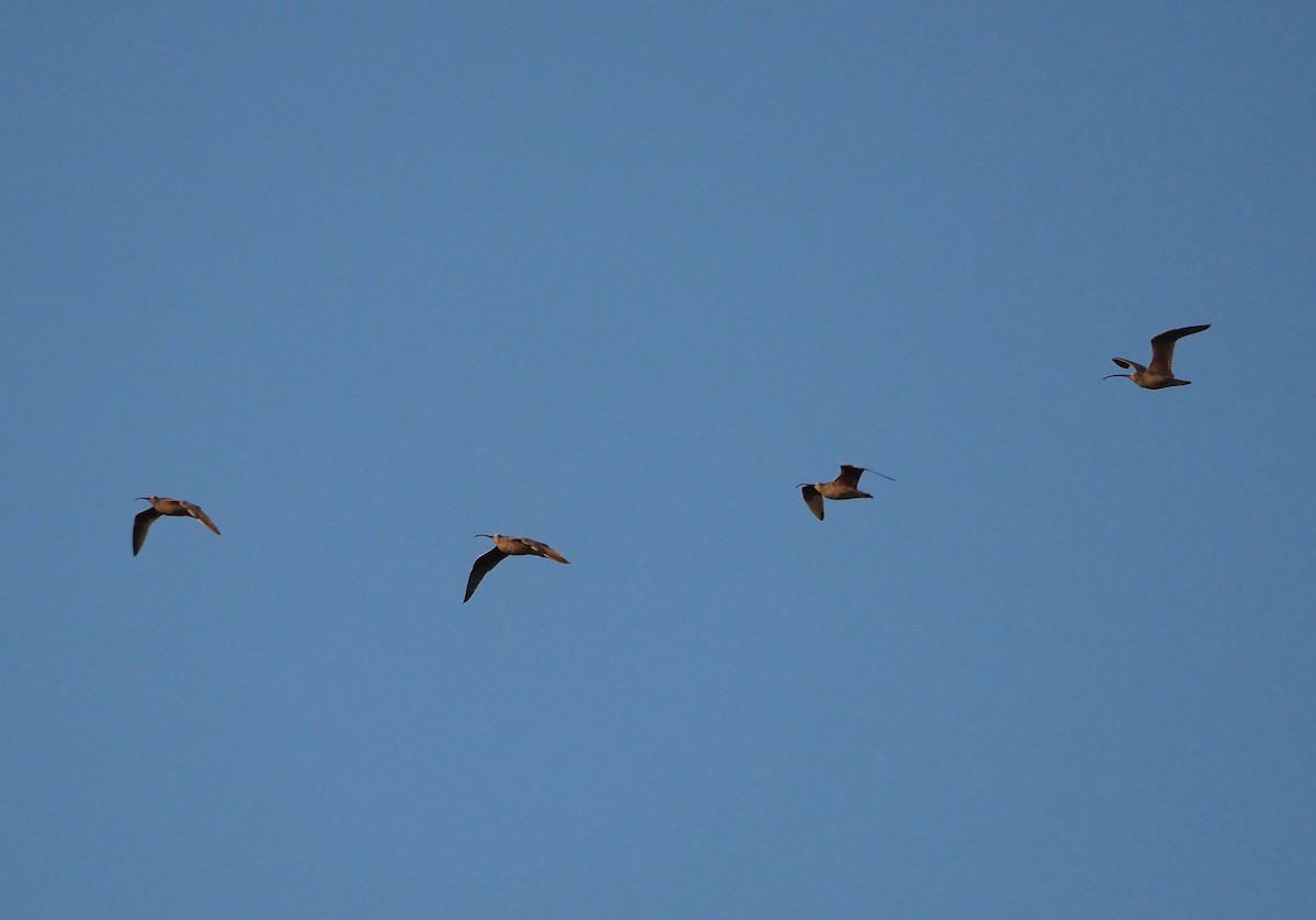 Long-billed Curlew - ML337425951