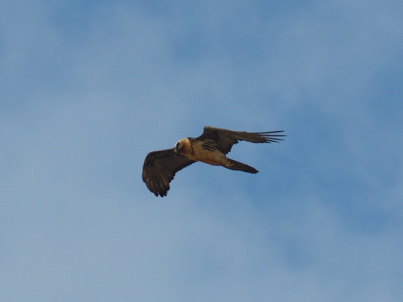 Bearded Vulture - ML337426541