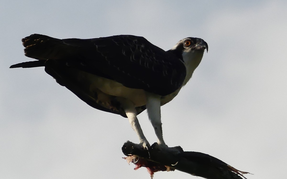 Águila Pescadora - ML33742661