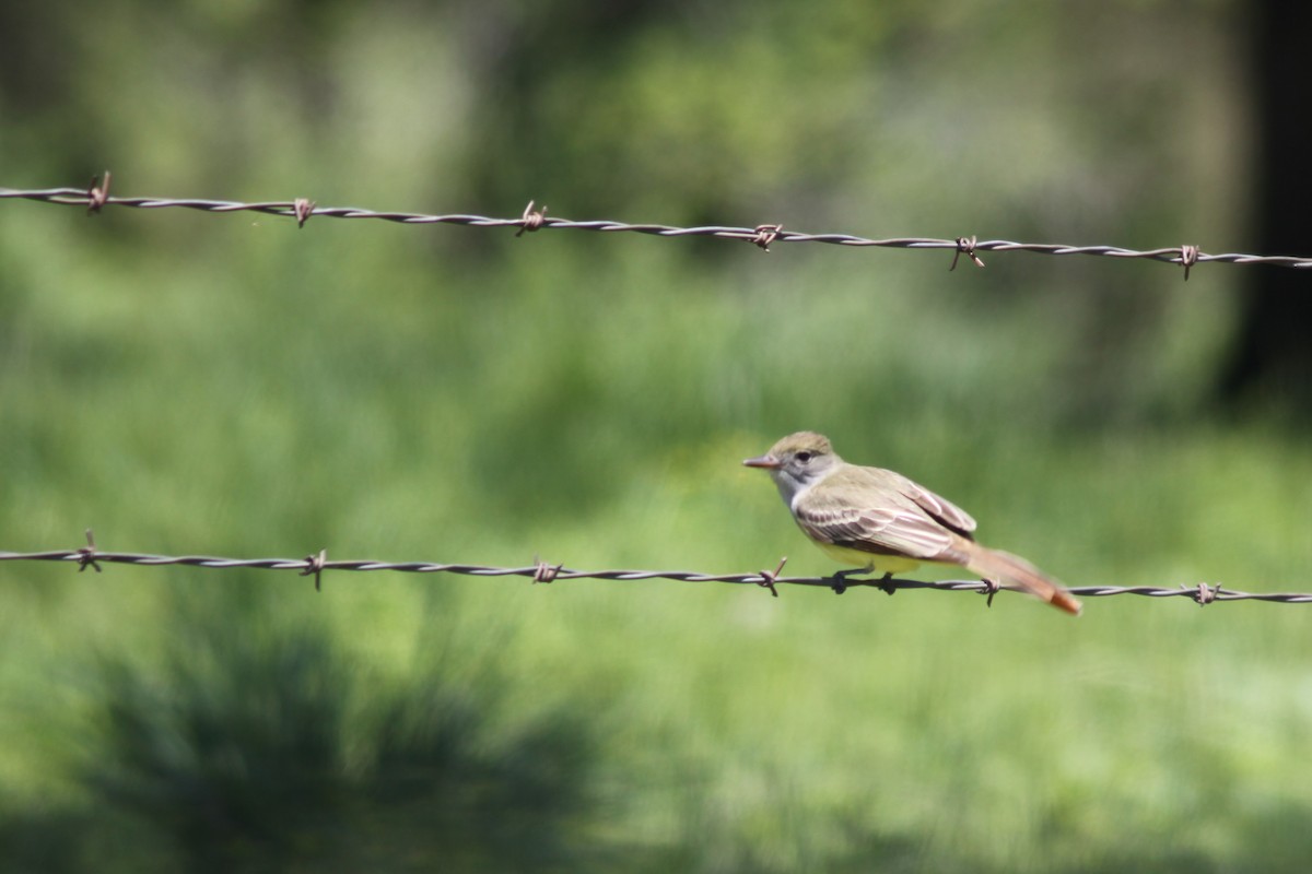 Great Crested Flycatcher - ML337426961