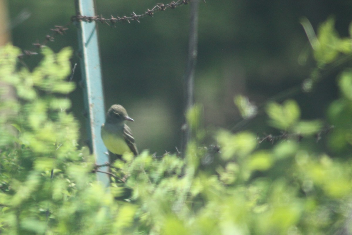 Great Crested Flycatcher - ML337426981