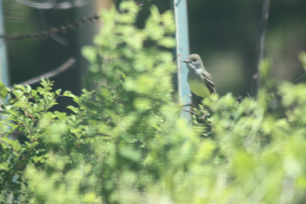 Great Crested Flycatcher - ML337427001