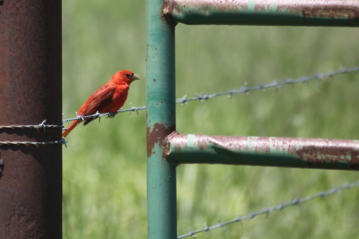 Piranga Roja - ML337427061