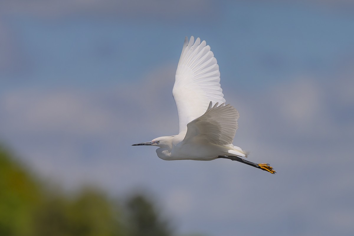 Little Egret - ML337429191