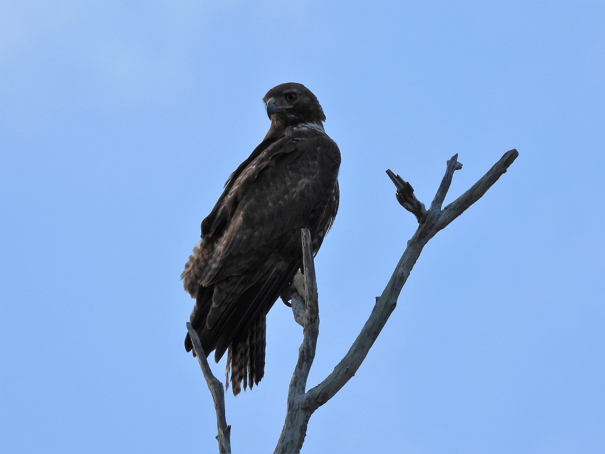 Red-tailed Hawk - S. K.  Jones
