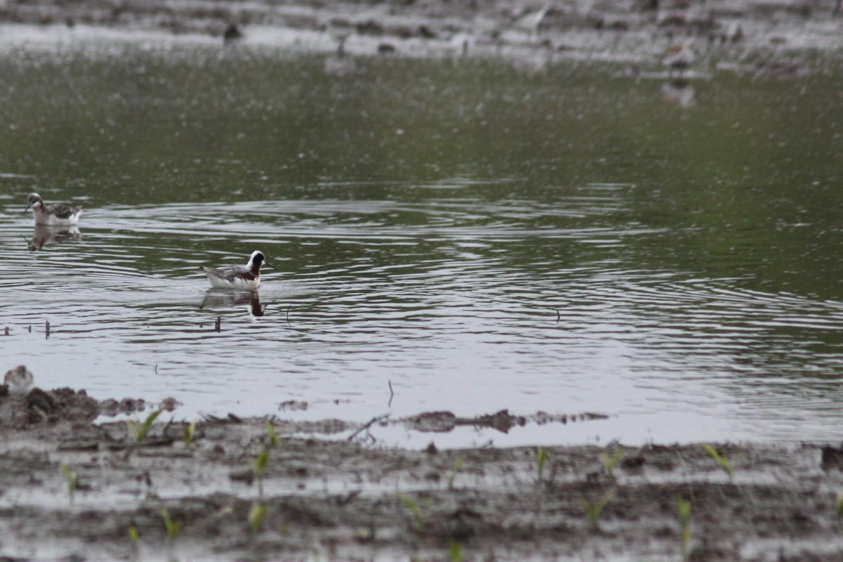 hvithalesvømmesnipe - ML337429951