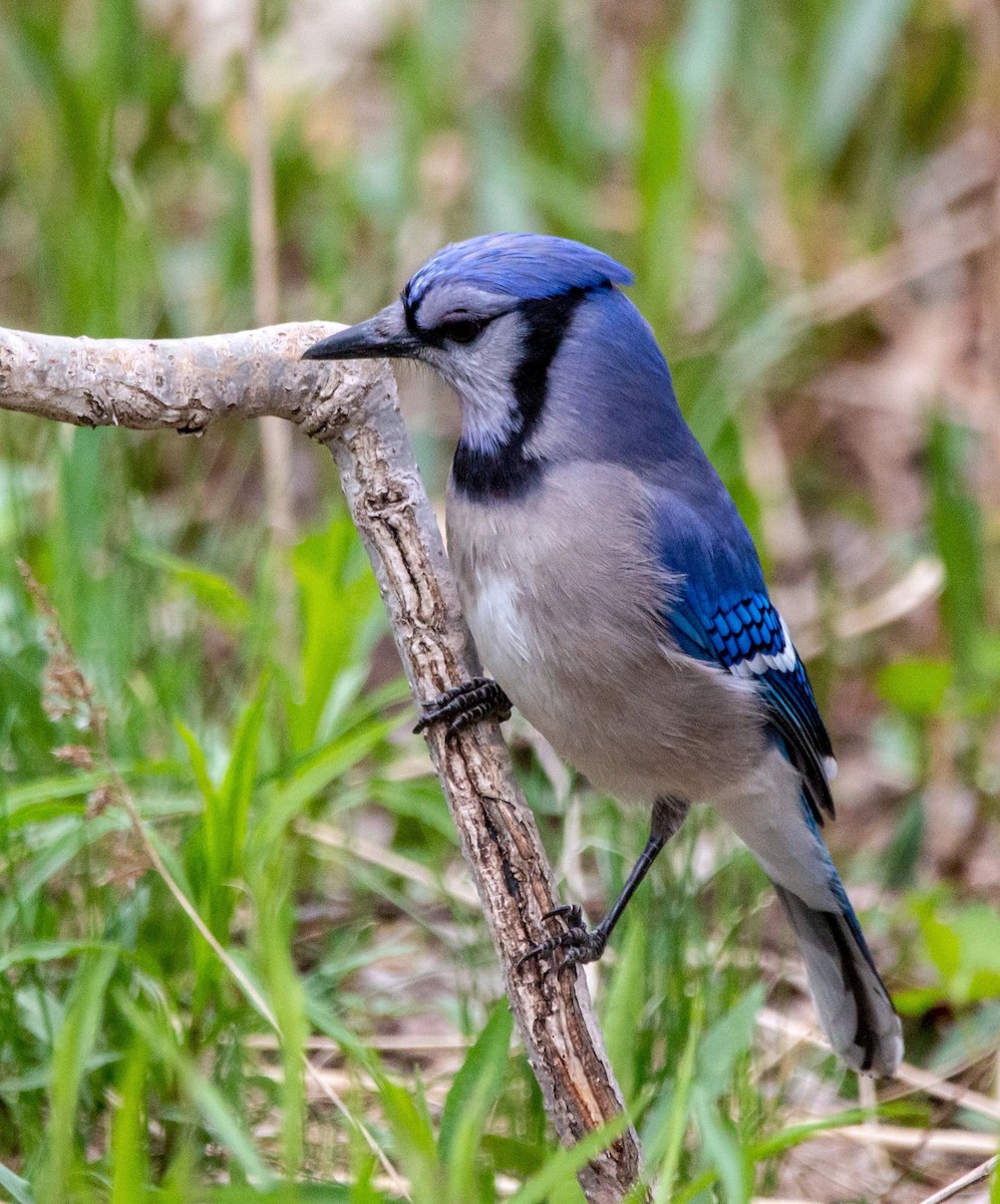 Blue Jay - ML337430071