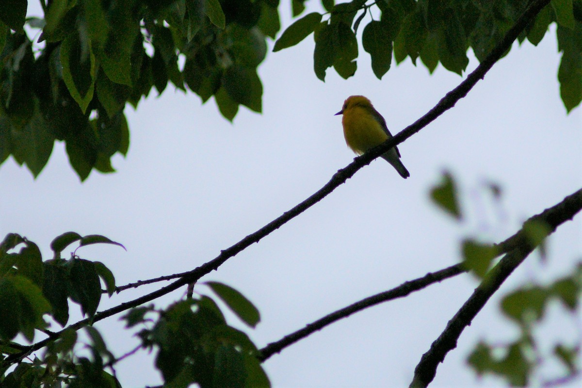 Prothonotary Warbler - B E