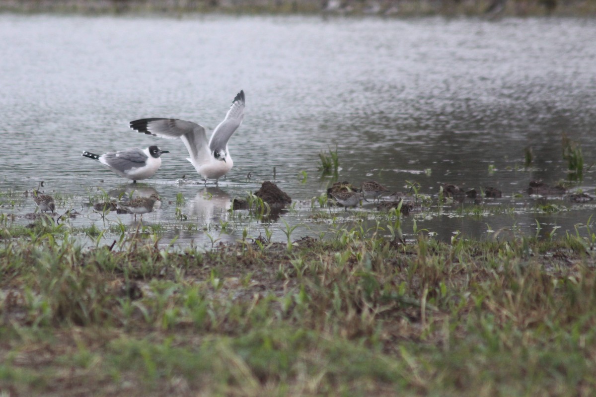 Franklin's Gull - ML337431281