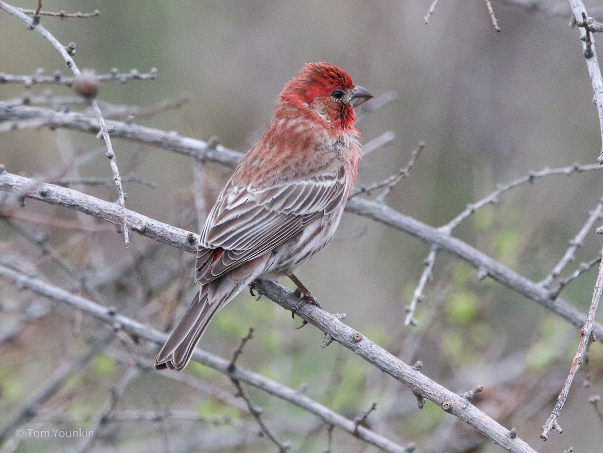 House Finch - Tom Younkin