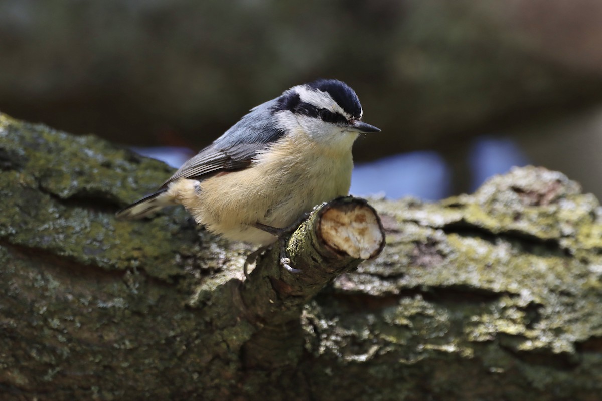Red-breasted Nuthatch - ML337431571