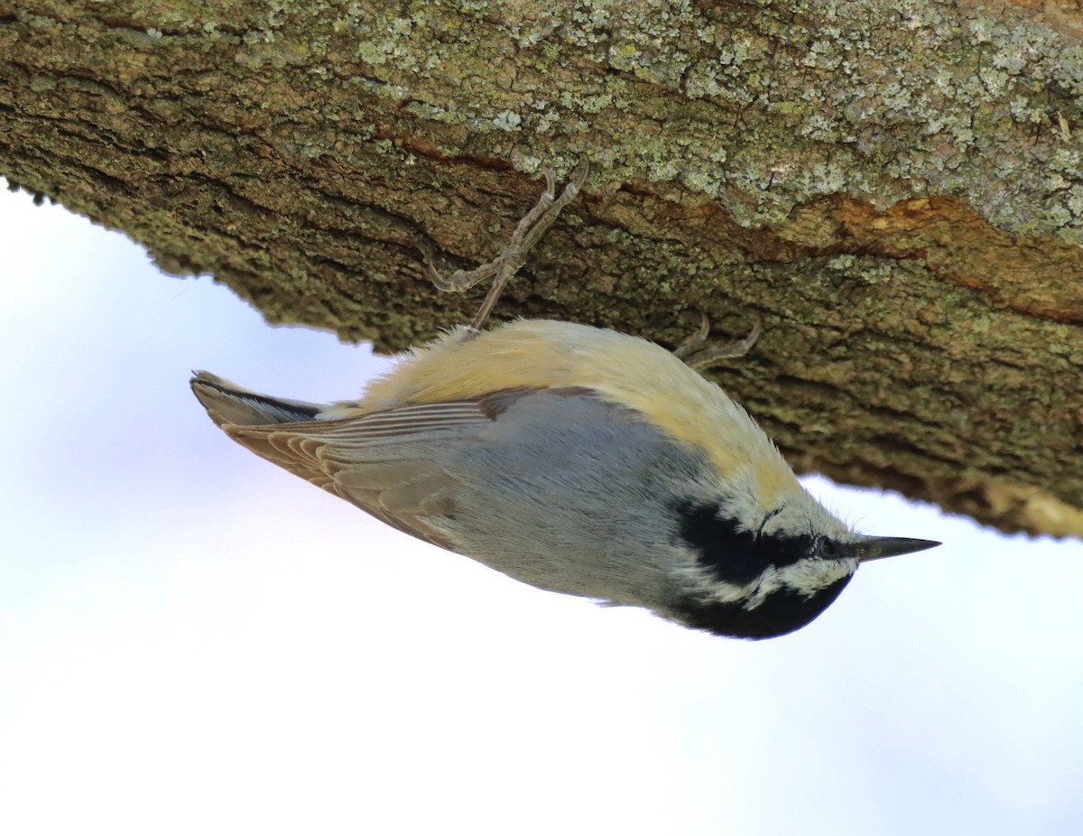 Red-breasted Nuthatch - ML337431581