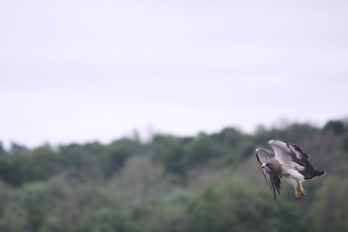 Swainson's Hawk - ML337432091