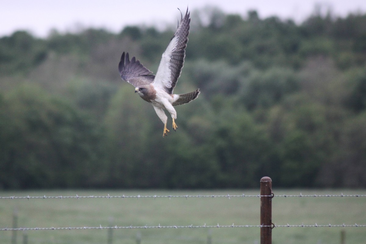 Swainson's Hawk - ML337432101