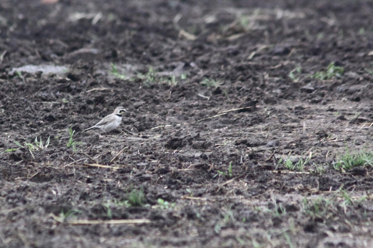 Horned Lark - Jarred B