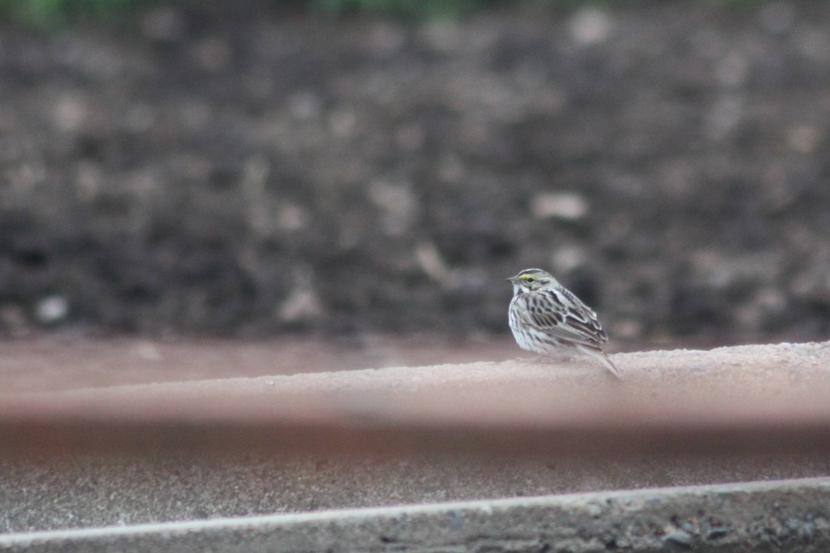 Savannah Sparrow - ML337432811