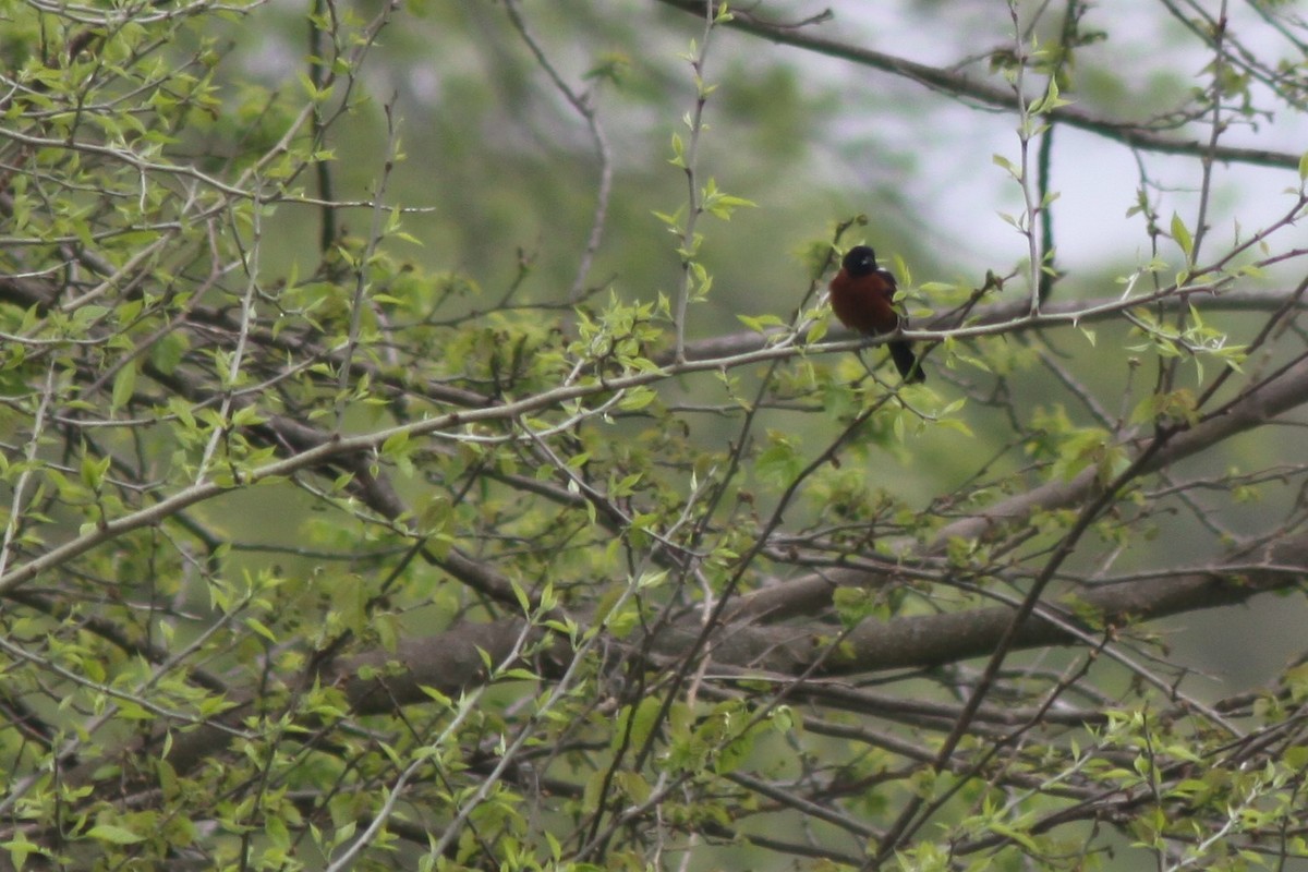 Orchard Oriole - ML337433871