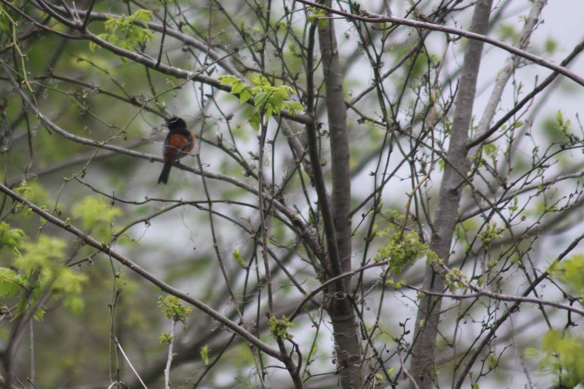 Orchard Oriole - ML337433891