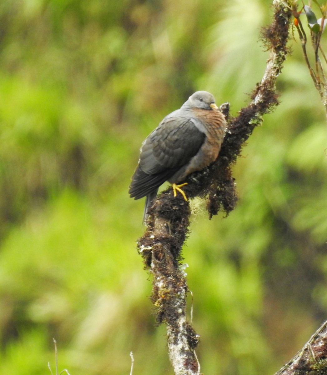 Band-tailed Pigeon - fabian castillo