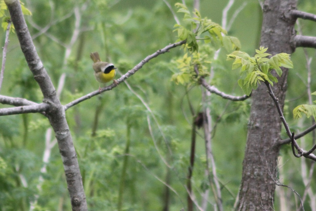 Common Yellowthroat - ML337434341