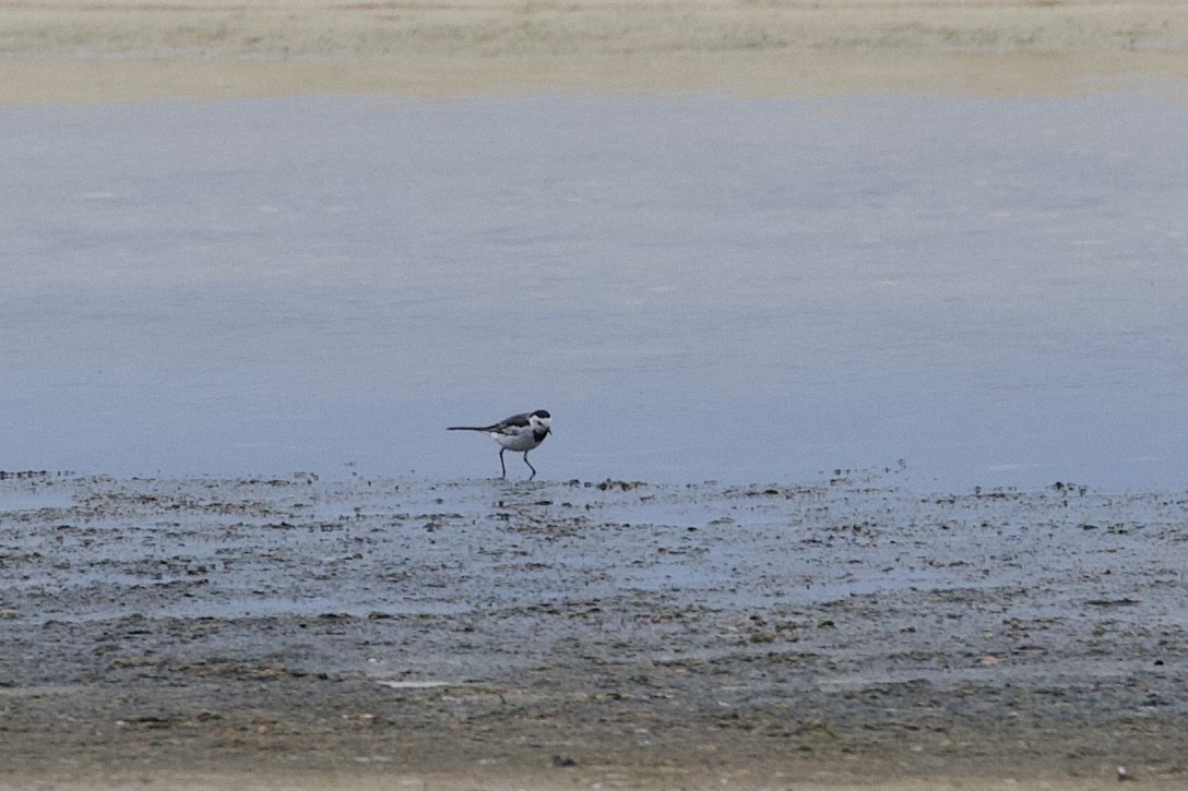 White Wagtail - ML337434611