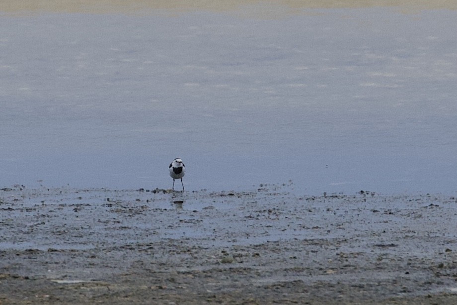 White Wagtail - ML337434621