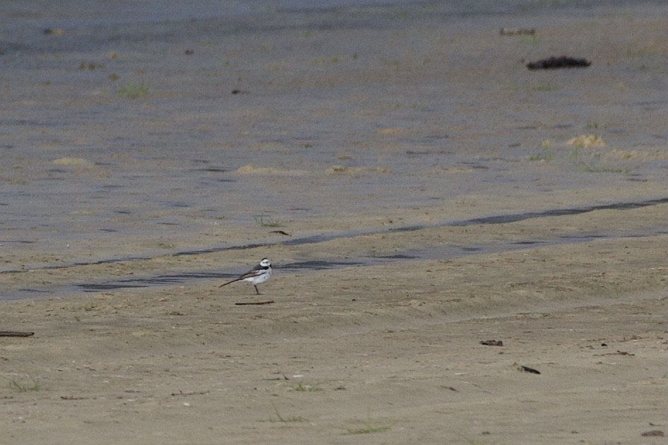 White Wagtail - ML337434641