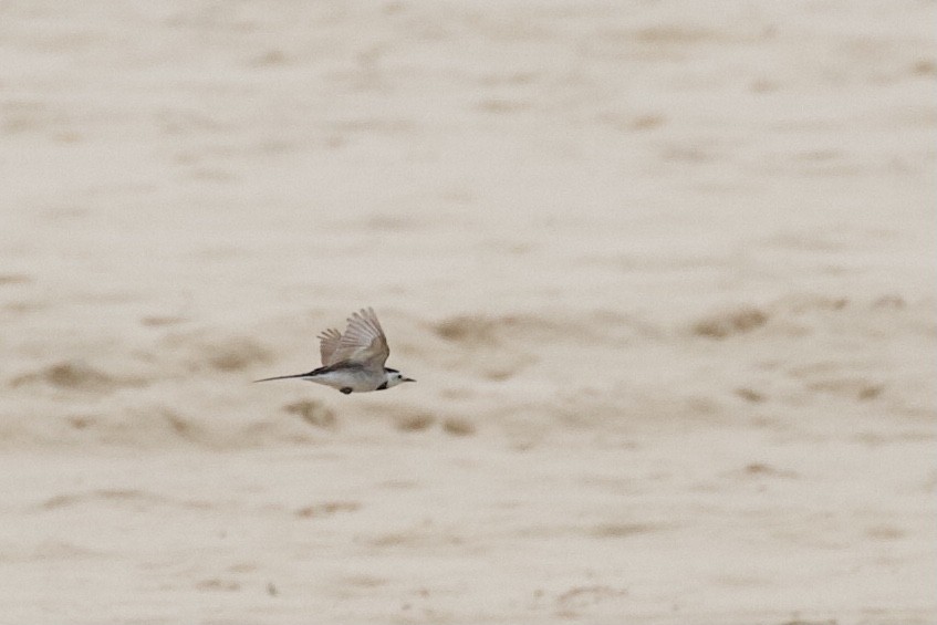 White Wagtail - ML337434711