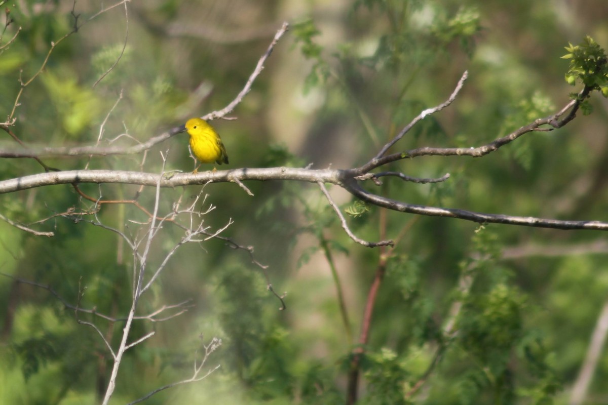 Yellow Warbler - Jarred B