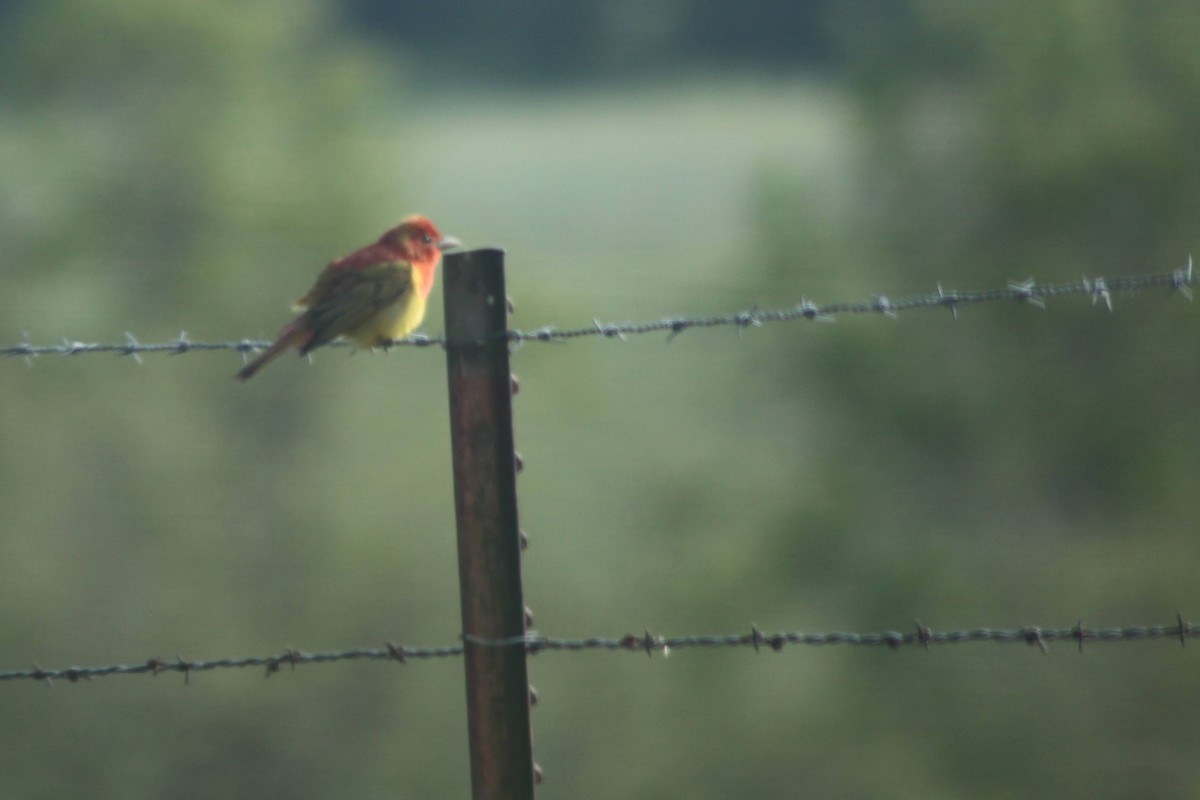 Summer Tanager - ML337435261