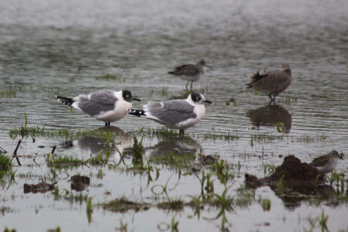 Mouette de Franklin - ML337436451