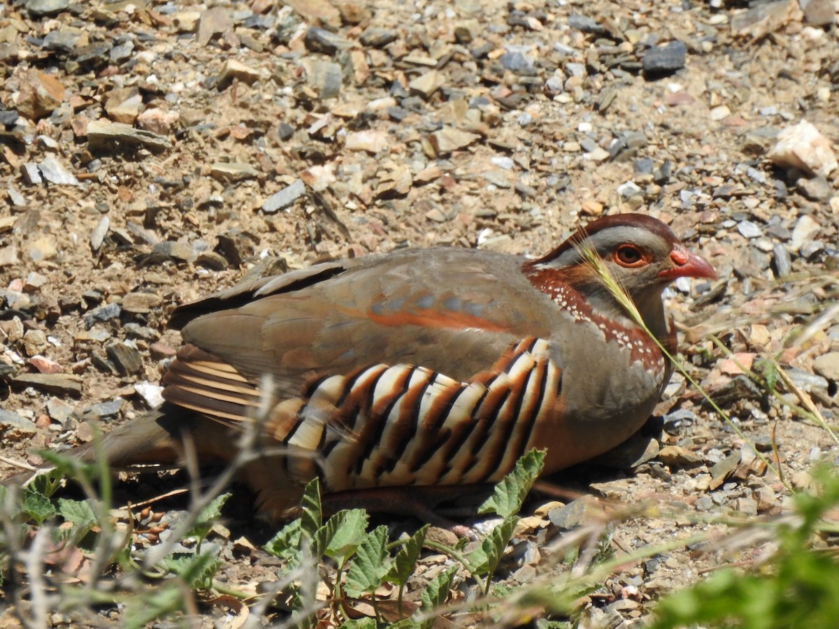 Barbary Partridge - ML337436911