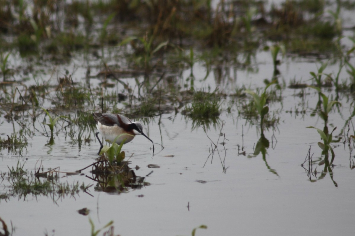 hvithalesvømmesnipe - ML337437161