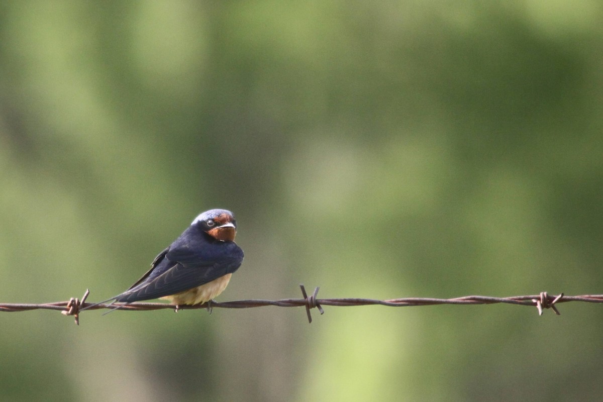 Barn Swallow - ML337437831