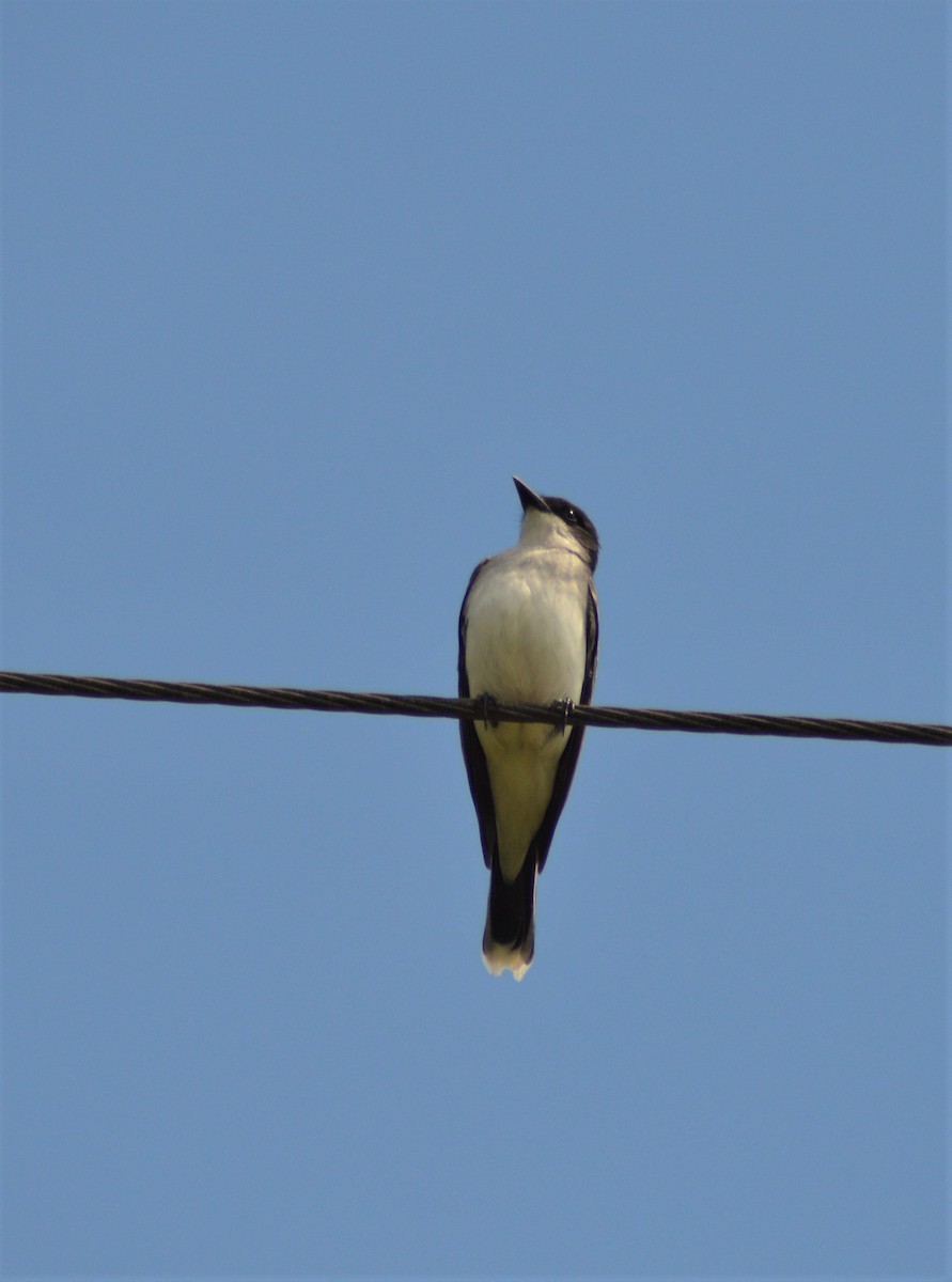 Eastern Kingbird - ML337439231