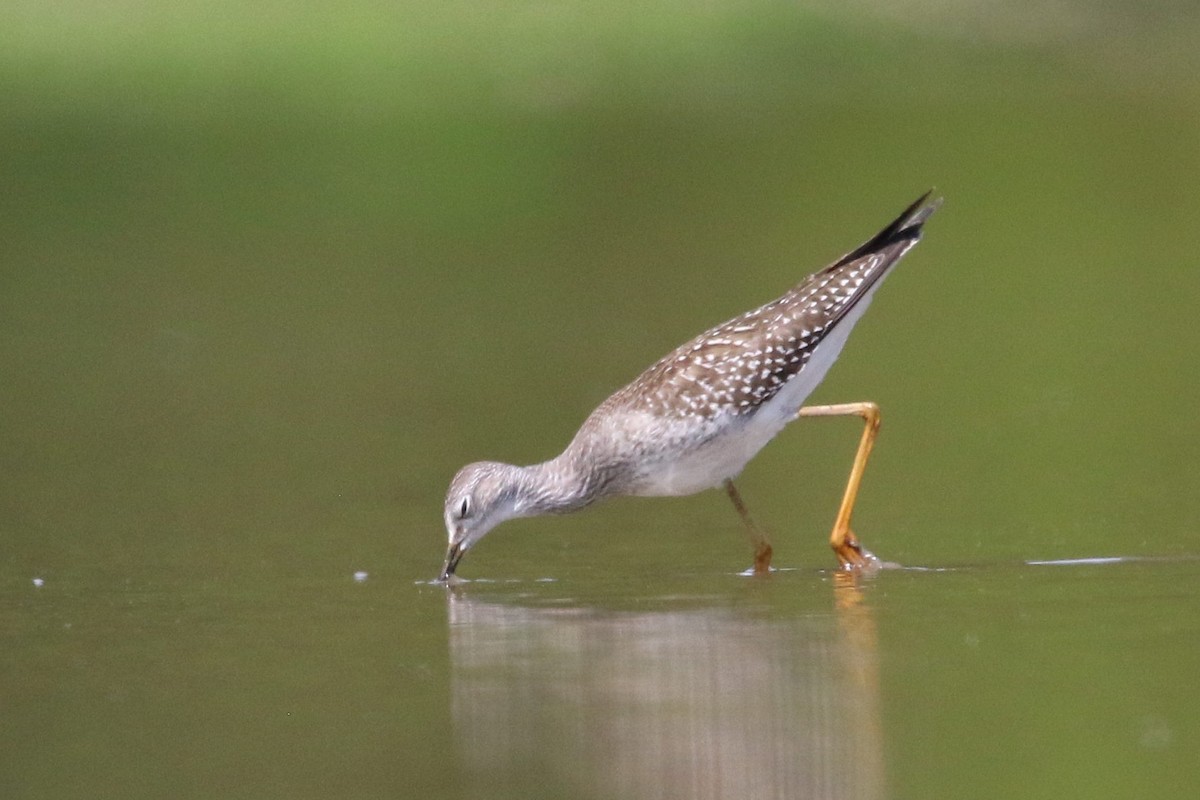 Lesser Yellowlegs - ML33743941